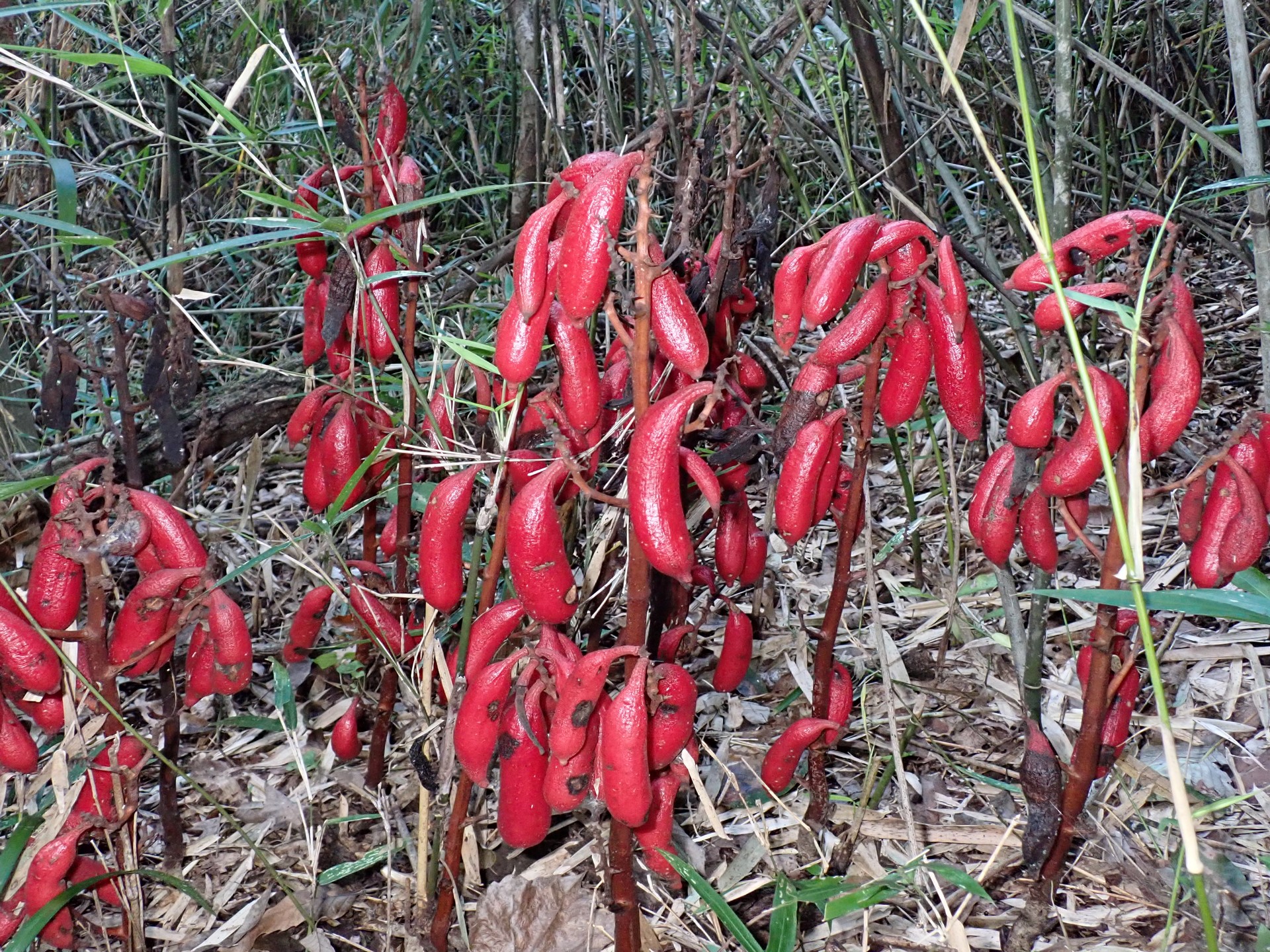 ツチアケビ の高画質写真です。横浜市で、2024年10月15日に撮影したものです。