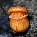 ツキヨタケの幼菌 の高画質写真です。横浜市で、2024年10月27日に撮影したものです。