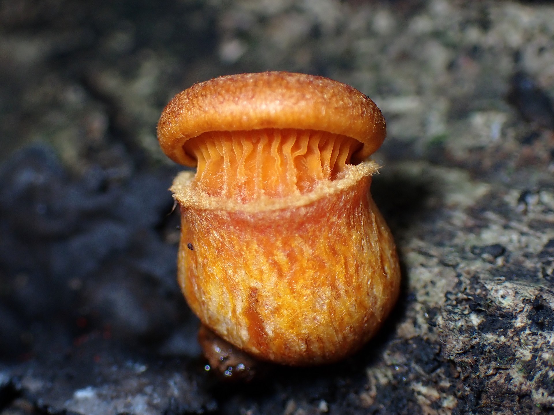 ツキヨタケの幼菌 の高画質写真です。横浜市で、2024年10月27日に撮影したものです。