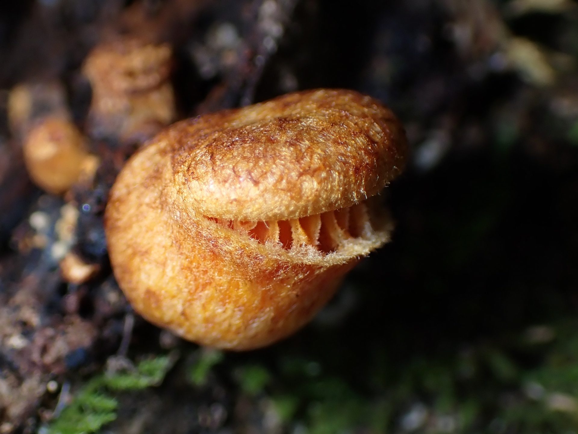 ツキヨタケの幼菌 の高画質写真です。横浜市で、2024年10月27日に撮影したものです。