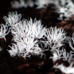 ツノホコリの仲間 の高画質写真です。横浜市で、2024年10月16日に撮影したものです。