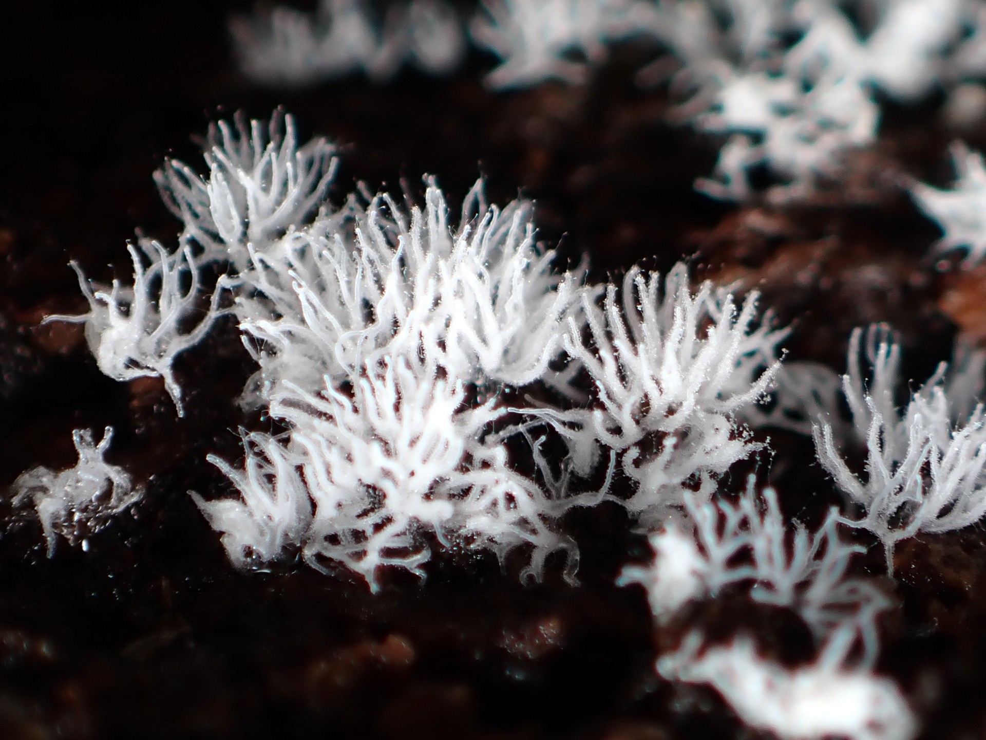 ツノホコリの仲間 の高画質写真です。横浜市で、2024年10月16日に撮影したものです。