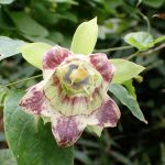 ツルニンジン の高画質写真です。横浜市で、2024年9月30日に撮影したものです。