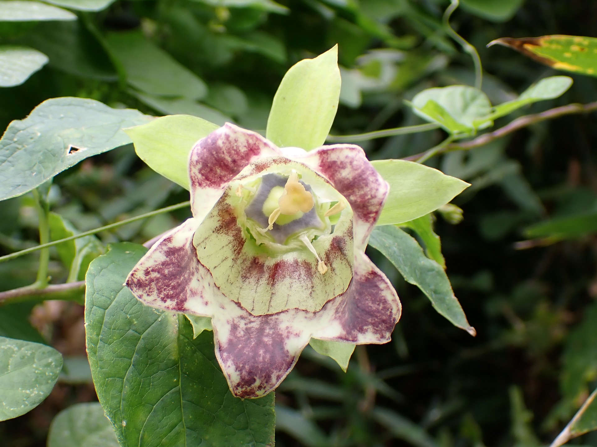 ツルニンジン の高画質写真です。横浜市で、2024年9月30日に撮影したものです。