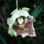 ツルニンジン の高画質写真です。横浜市で、2024年10月20日に撮影したものです。