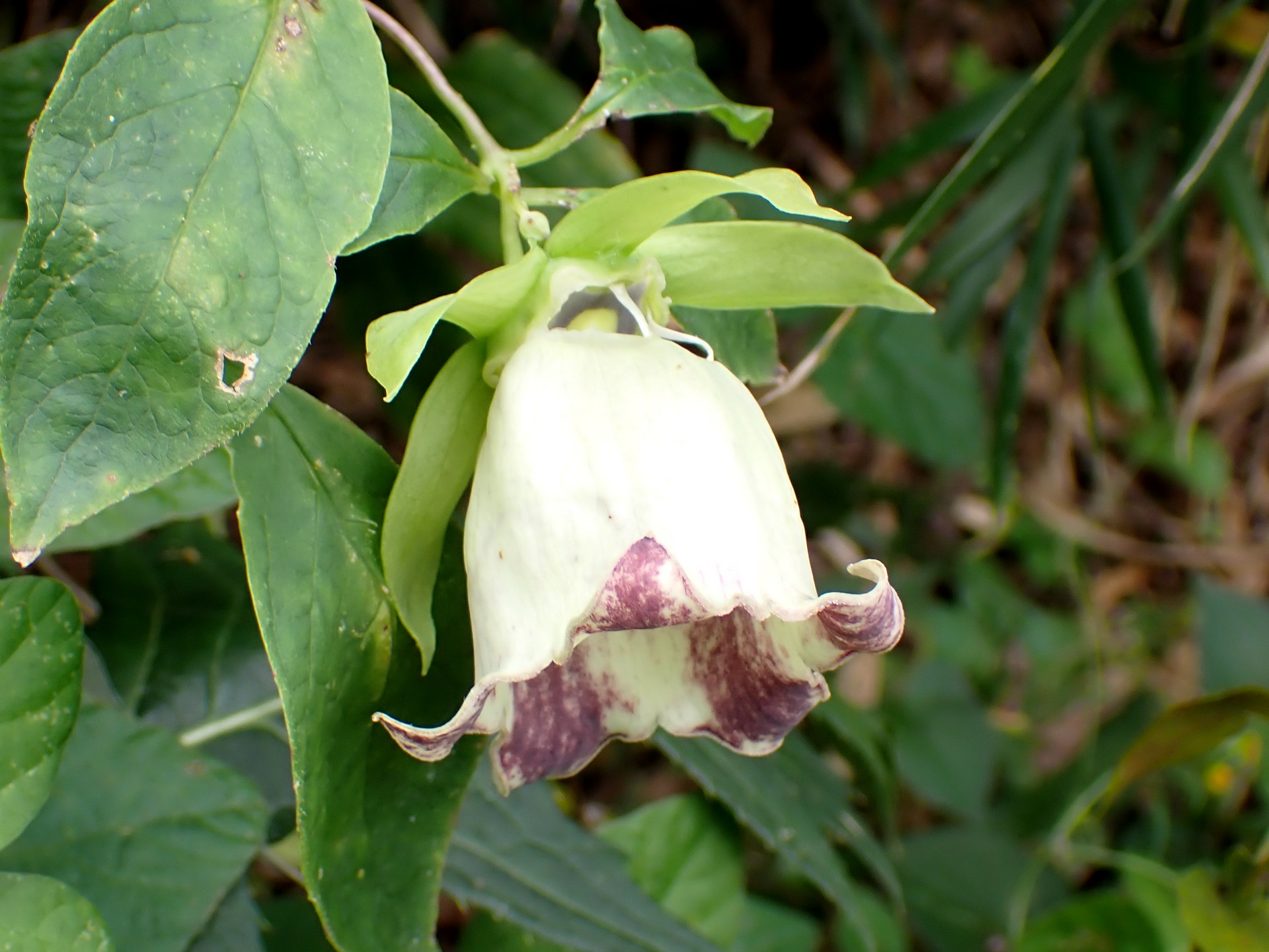 ツルニンジン の高画質写真です。横浜市で、2024年9月30日に撮影したものです。