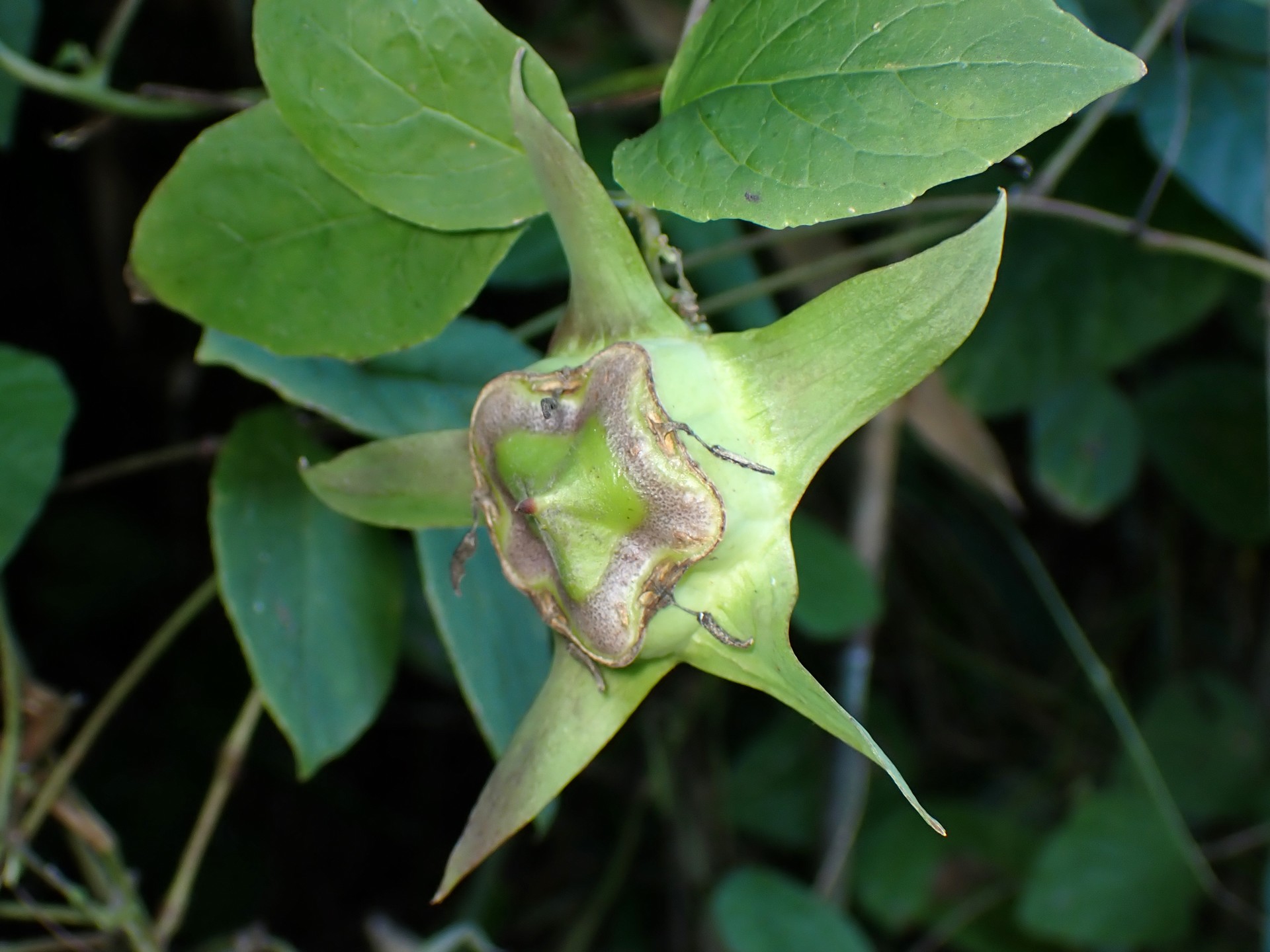 ツルニンジン の高画質写真です。横浜市で、2024年10月20日に撮影したものです。
