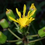 ツワブキ の高画質写真です。横浜市で、2024年10月30日に撮影したものです。