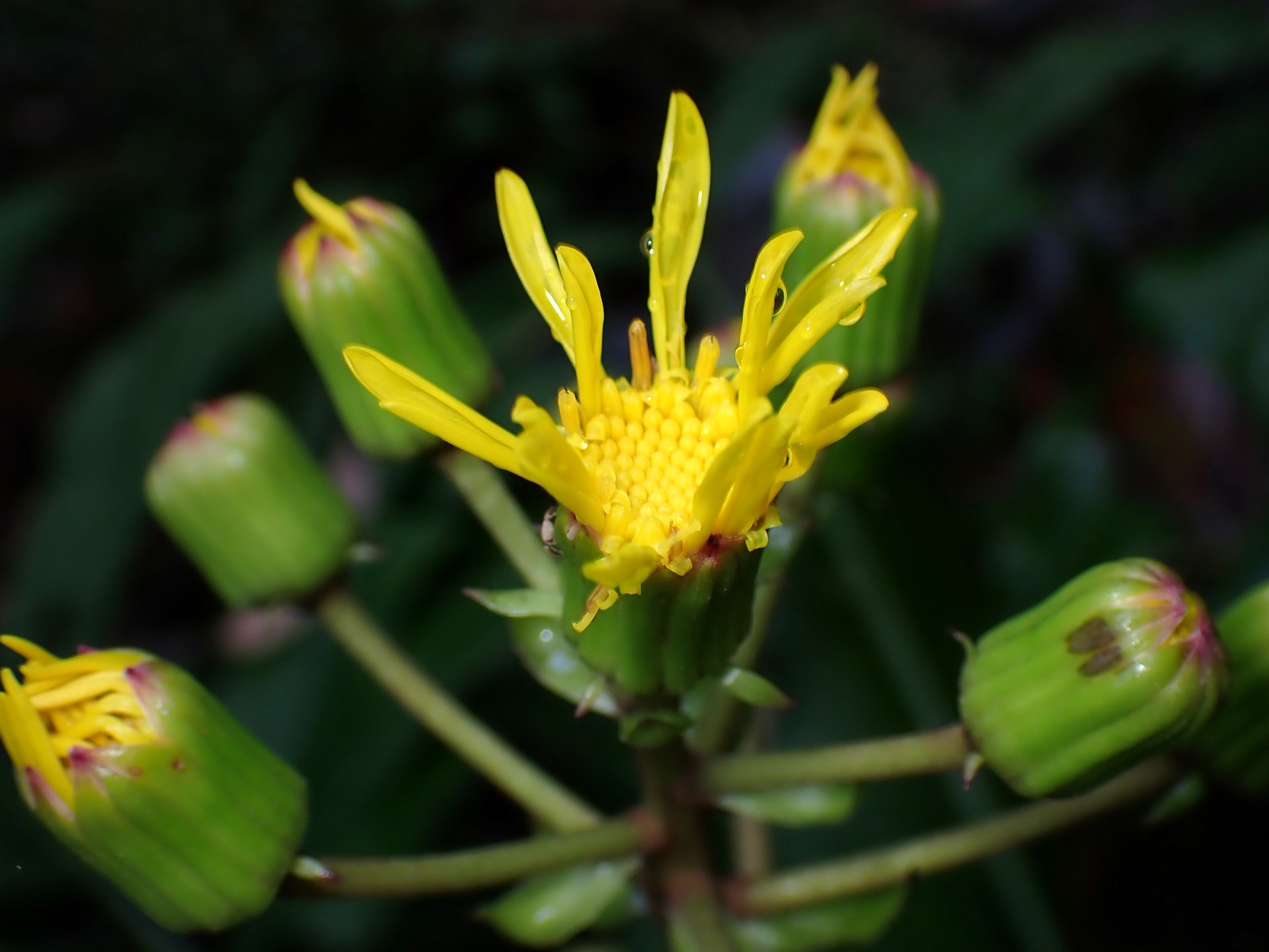 ツワブキ の高画質写真です。横浜市で、2024年10月30日に撮影したものです。