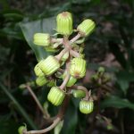 ツワブキ の高画質写真です。横浜市で、2024年10月21日に撮影したものです。