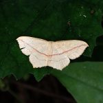 ウスベニスジヒメシャク の高画質写真です。横浜市で、2024年9月30日に撮影したものです。