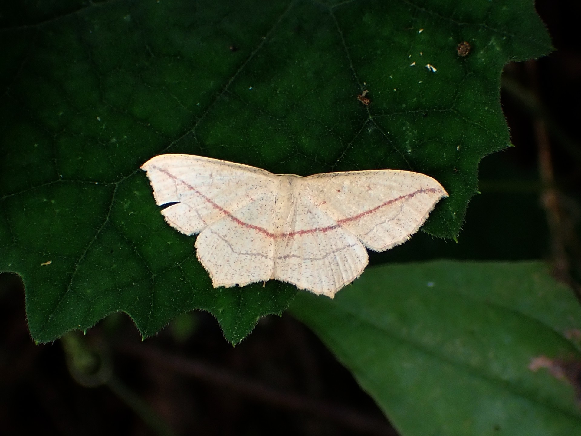 ウスベニスジヒメシャク の高画質写真です。横浜市で、2024年9月30日に撮影したものです。