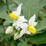 ワルナスビ の高画質写真です。横浜市で、2024年10月6日に撮影したものです。