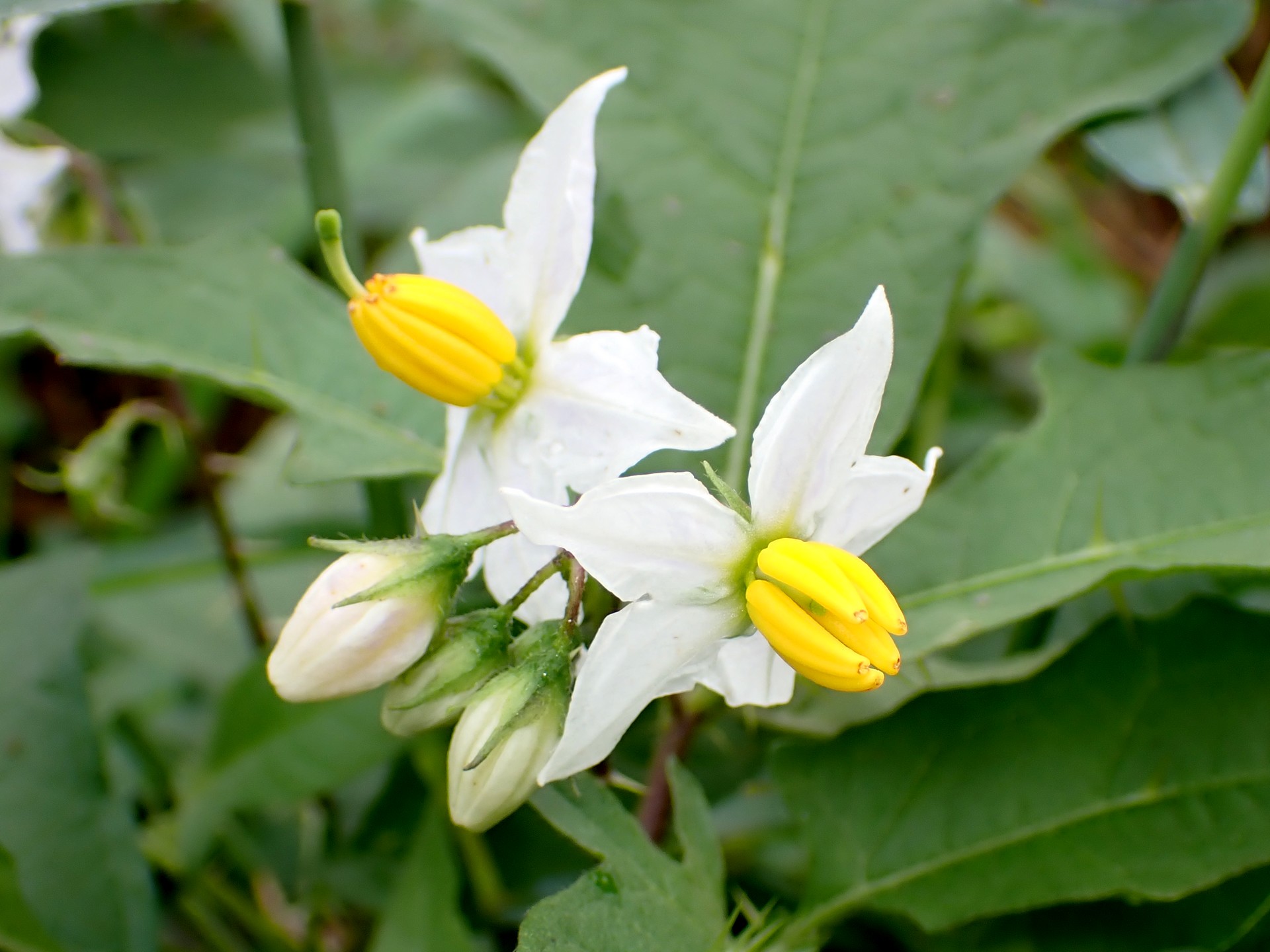 ワルナスビ の高画質写真です。横浜市で、2024年10月6日に撮影したものです。