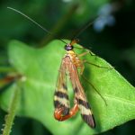 ヤマトシリアゲ の高画質写真です。横浜市で、2024年10月15日に撮影したものです。