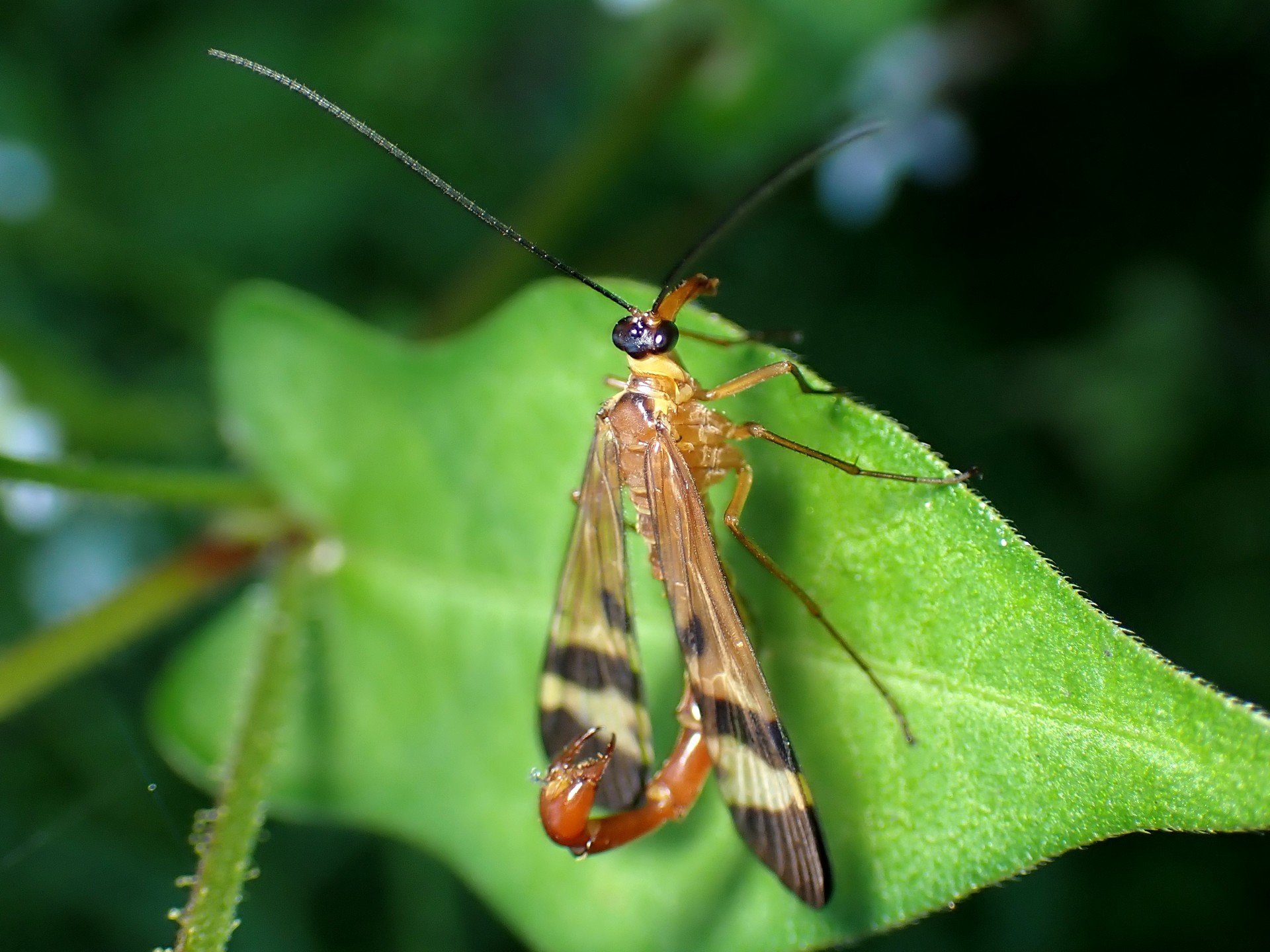 ヤマトシリアゲ の高画質写真です。横浜市で、2024年10月15日に撮影したものです。