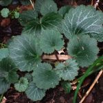 ユキノシタ の高画質写真です。横浜市で、2024年10月26日に撮影したものです。