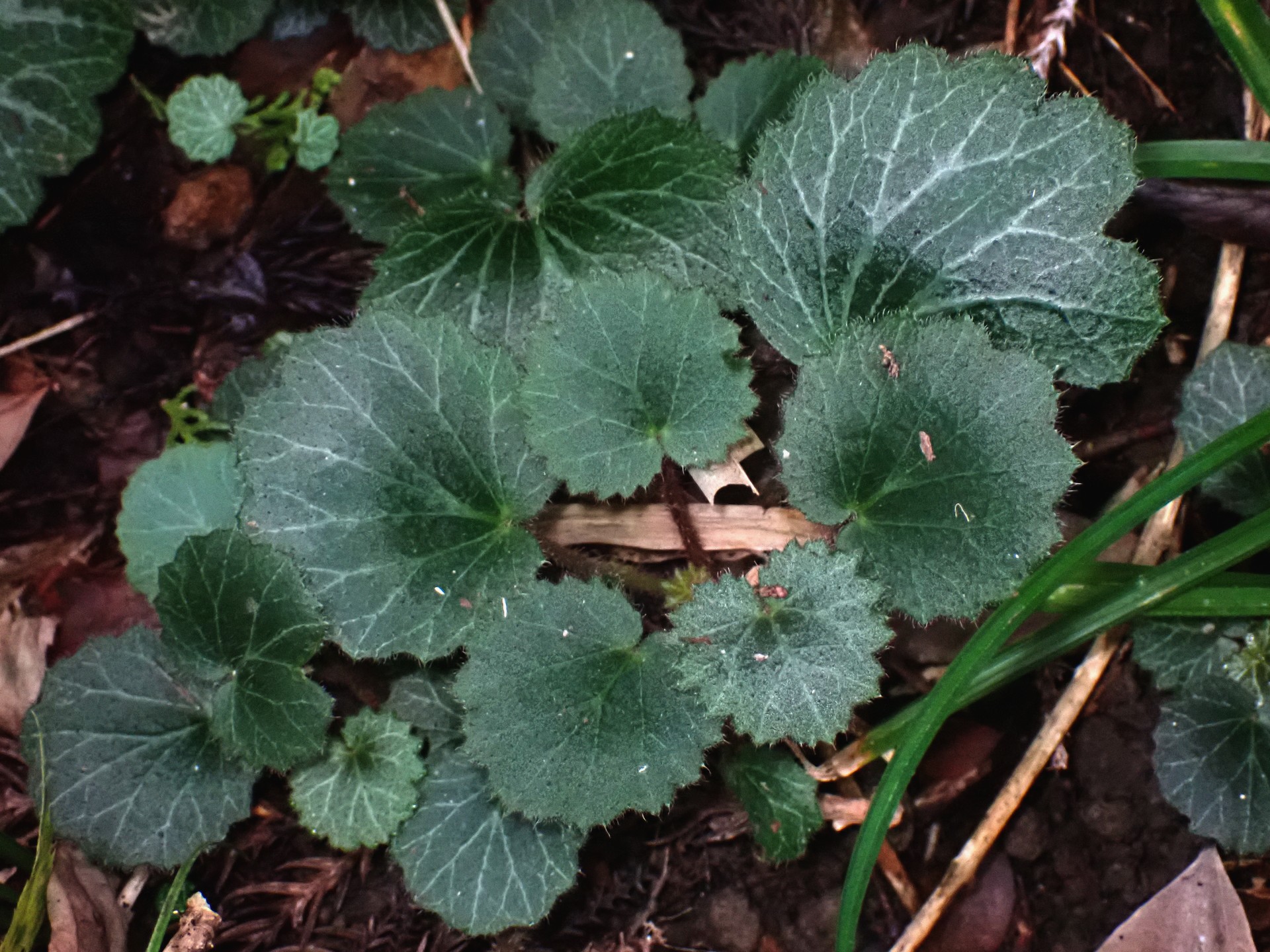 ユキノシタ の高画質写真です。横浜市で、2024年10月26日に撮影したものです。