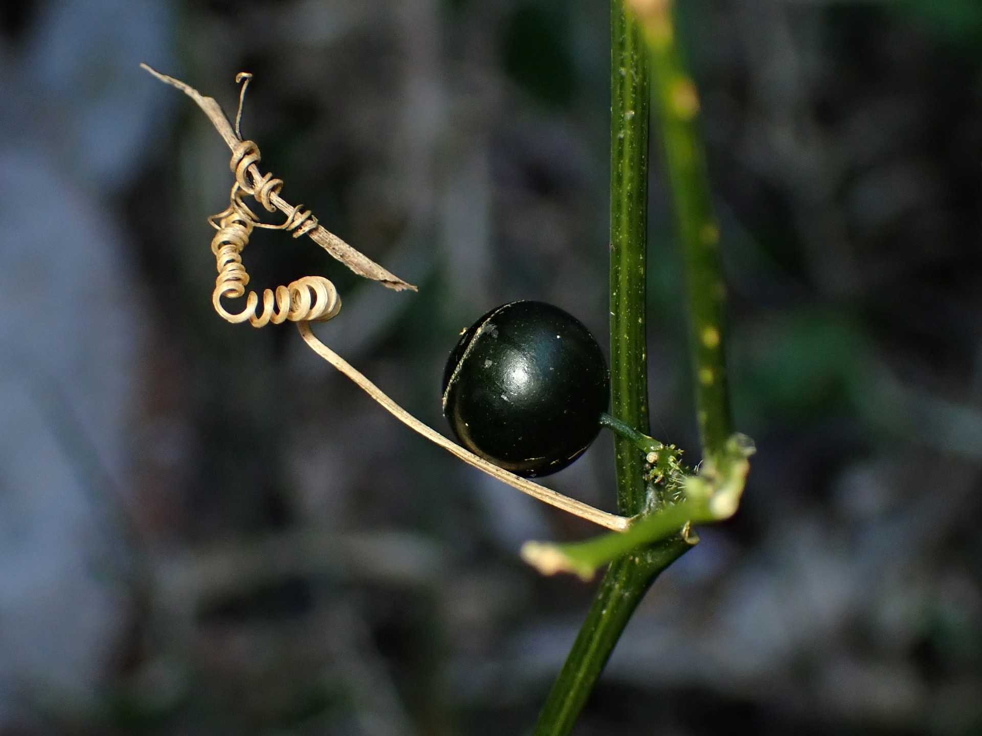 アマチャヅル の高画質写真です。横浜市で、2024年11月25日に撮影したものです。