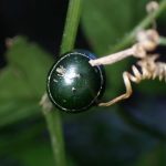 アマチャヅル の高画質写真です。横浜市で、2024年11月25日に撮影したものです。