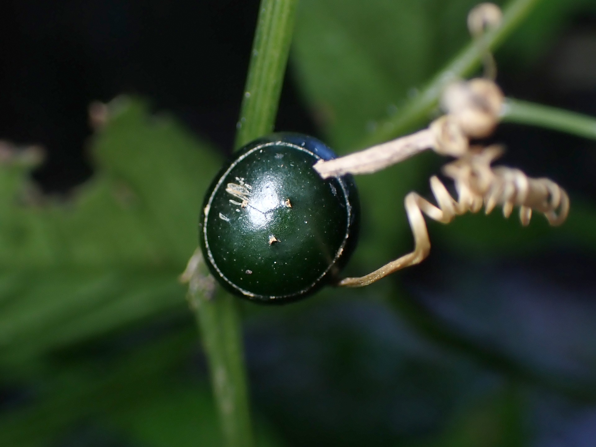 アマチャヅル の高画質写真です。横浜市で、2024年11月25日に撮影したものです。