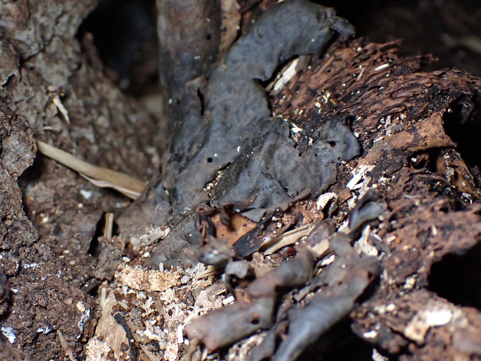 青いマンネンタケ の高画質写真です。横浜市で、2024年11月30日に撮影したものです。