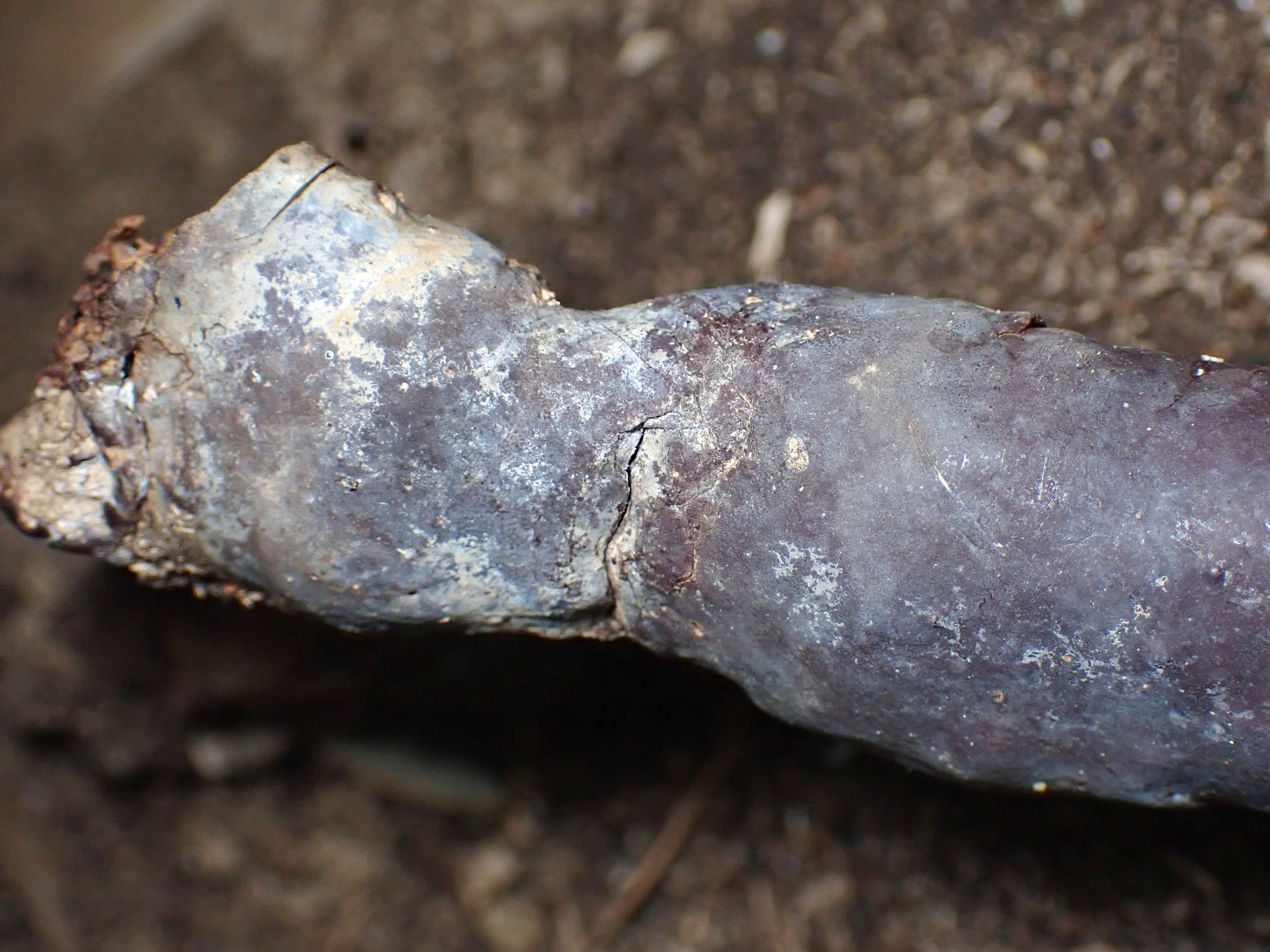 青いマンネンタケ の高画質写真です。横浜市で、2024年11月30日に撮影したものです。