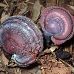 青いマンネンタケ の高画質写真です。横浜市で、2024年11月30日に撮影したものです。