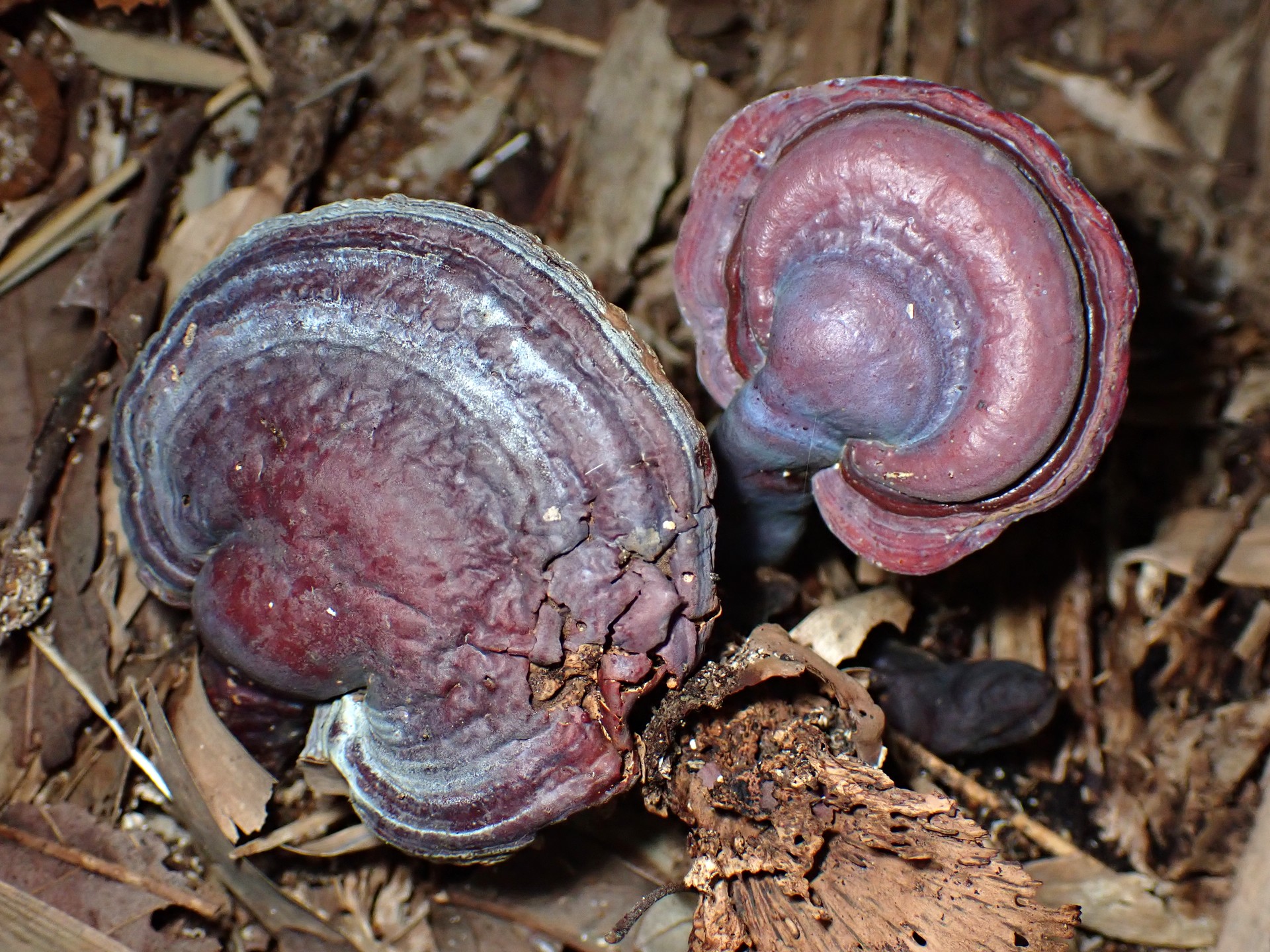 青いマンネンタケ の高画質写真です。横浜市で、2024年11月30日に撮影したものです。