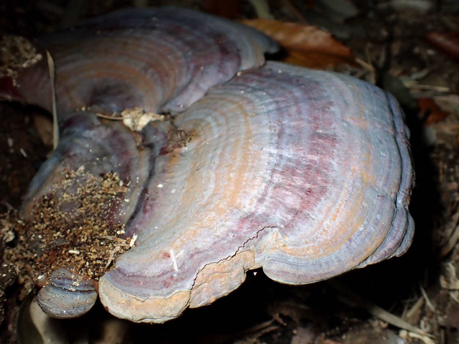 青いマンネンタケ の高画質写真です。横浜市で、2024年11月30日に撮影したものです。