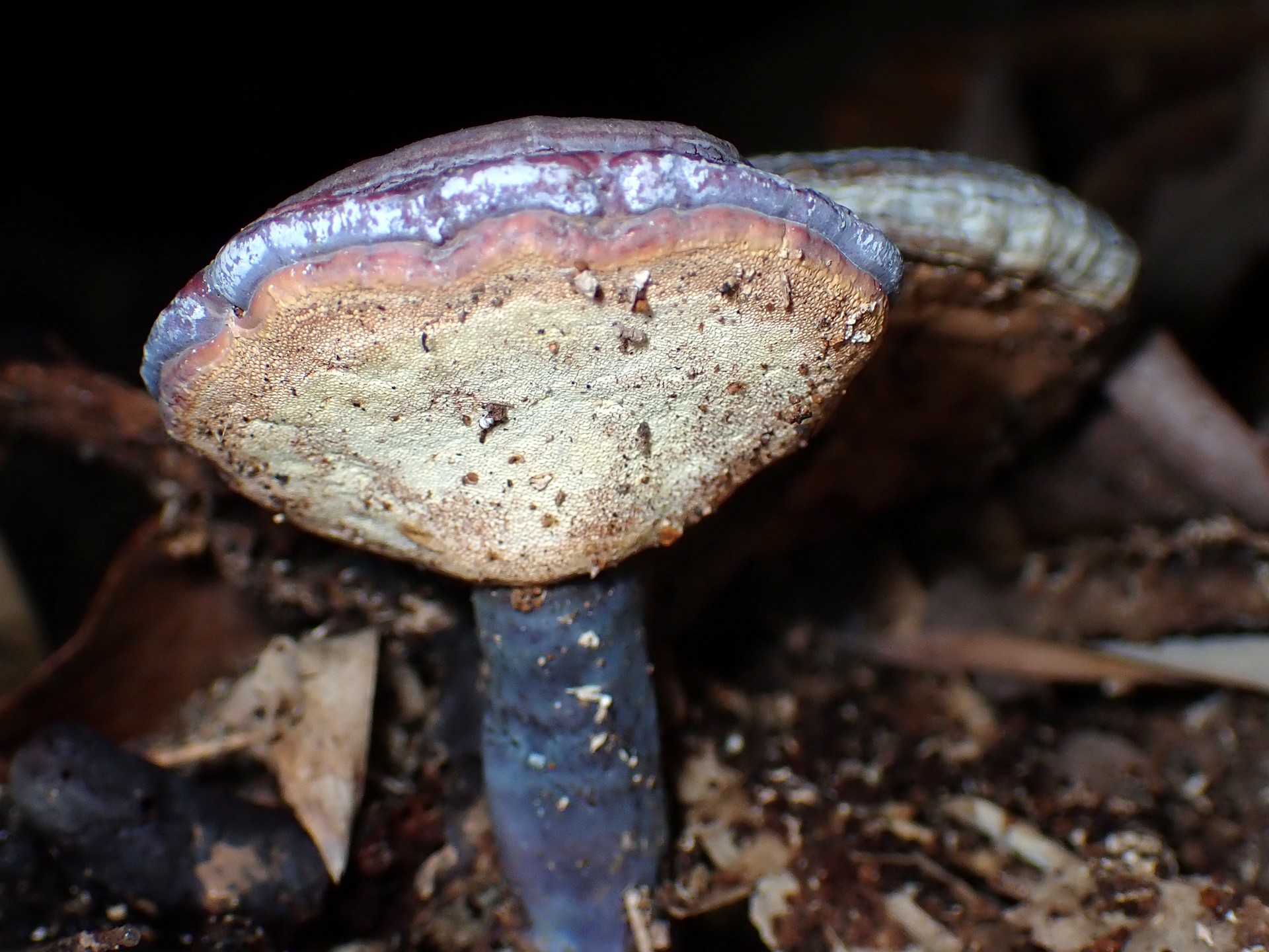 青いマンネンタケ の高画質写真です。横浜市で、2024年11月30日に撮影したものです。