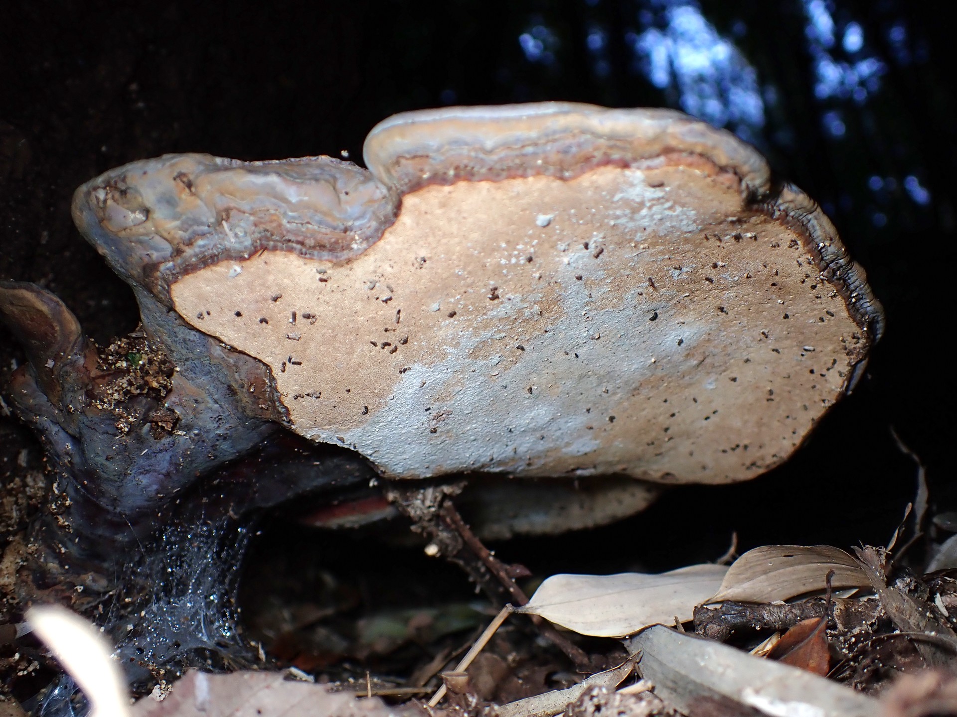 青いマンネンタケ の高画質写真です。横浜市で、2024年11月30日に撮影したものです。