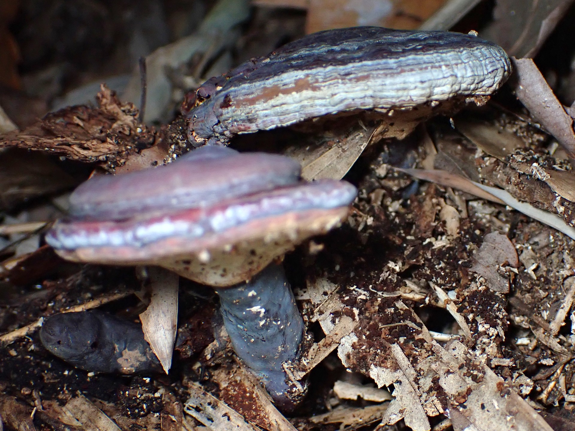 青いマンネンタケ の高画質写真です。横浜市で、2024年11月30日に撮影したものです。