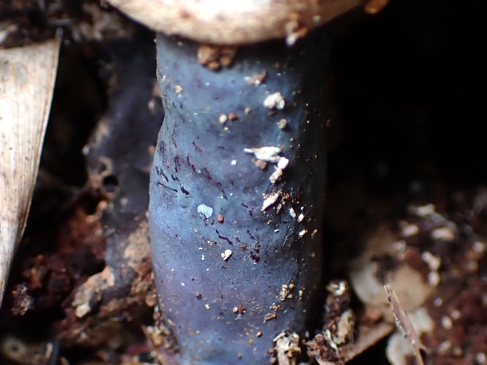 青いマンネンタケ の高画質写真です。横浜市で、2024年11月30日に撮影したものです。