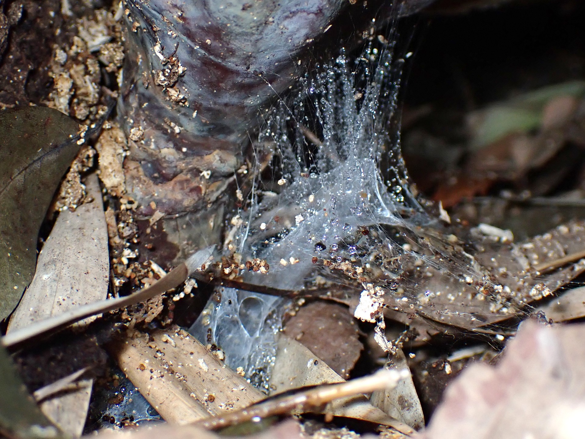 青いマンネンタケ の高画質写真です。横浜市で、2024年11月30日に撮影したものです。