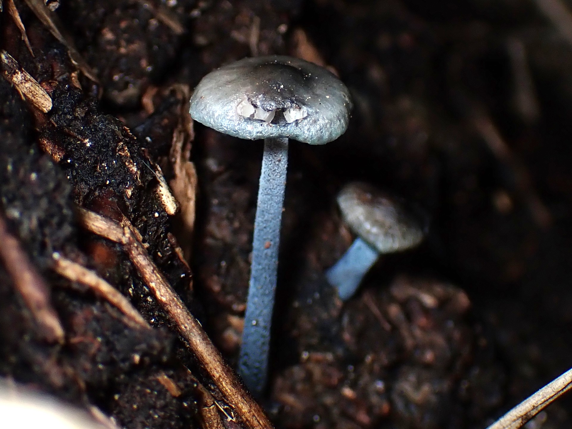 アオミノアシナガタケ の高画質写真です。横浜市で、2024年11月28日に撮影したものです。