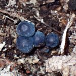 アオミノアシナガタケ の高画質写真です。横浜市で、2024年11月28日に撮影したものです。