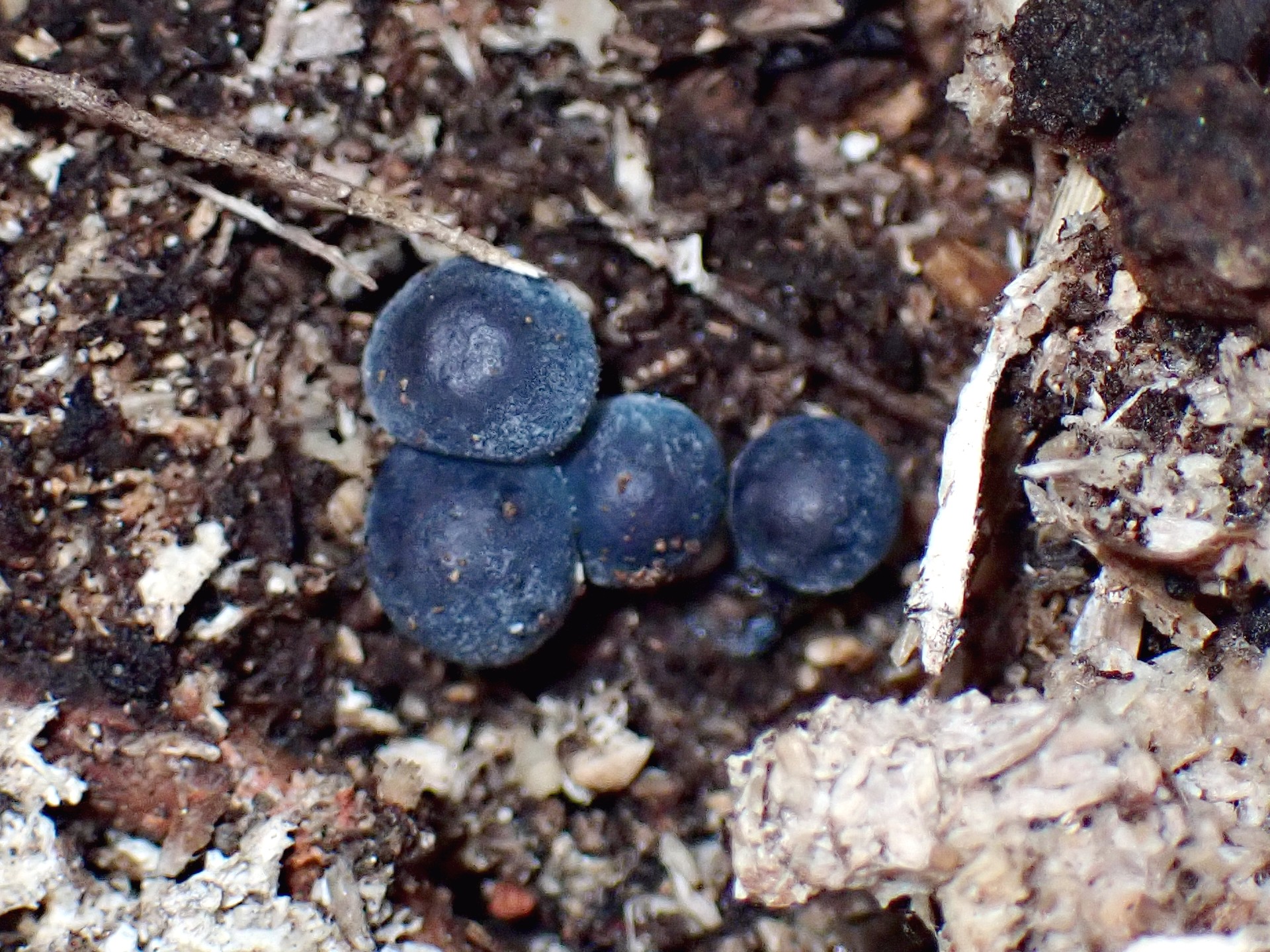 アオミノアシナガタケ の高画質写真です。横浜市で、2024年11月28日に撮影したものです。