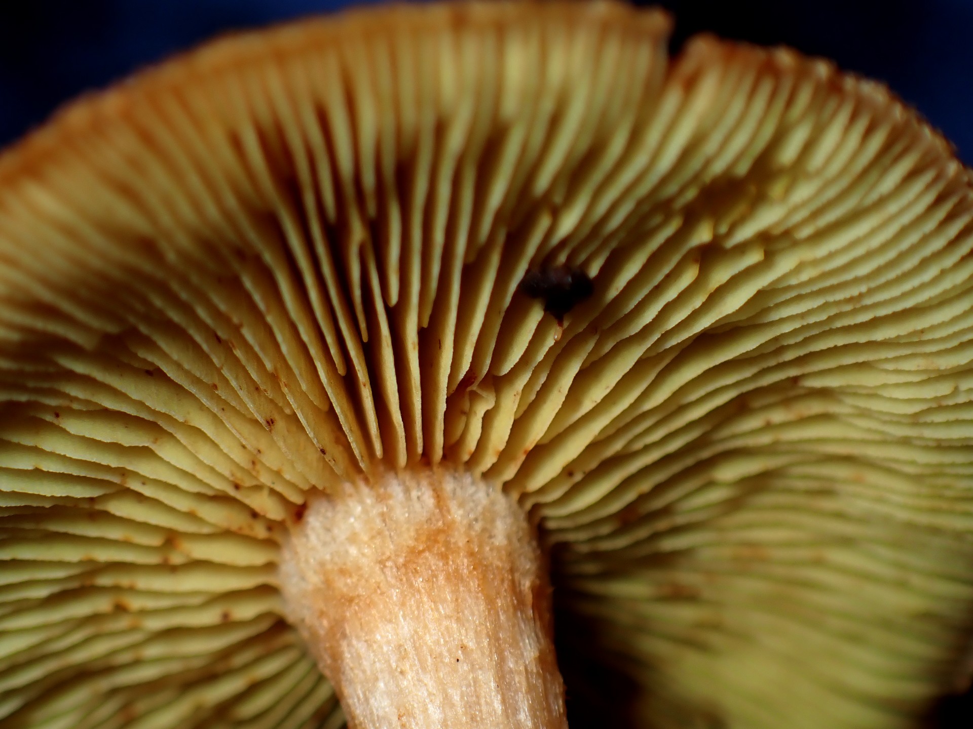 チャツムタケ の高画質写真です。横浜市で、2024年11月3日に撮影したものです。