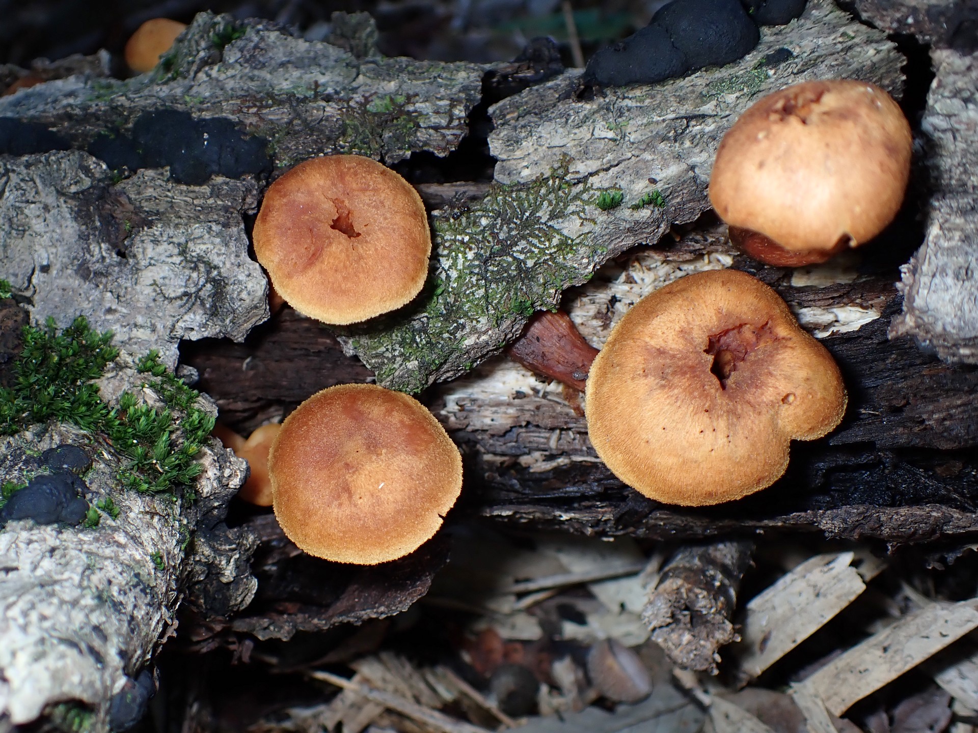 チャツムタケ の高画質写真です。横浜市で、2024年11月3日に撮影したものです。