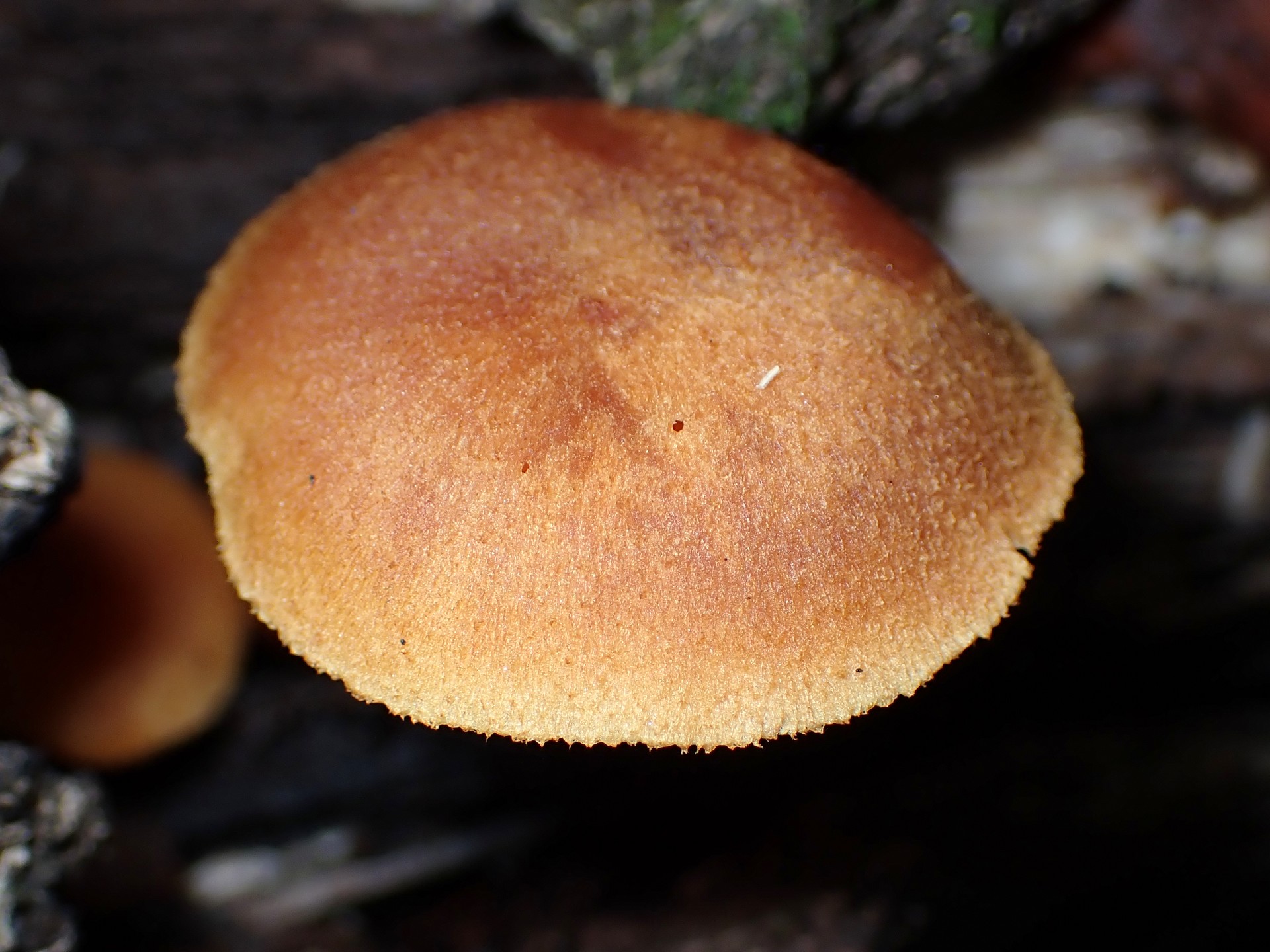 チャツムタケ の高画質写真です。横浜市で、2024年11月3日に撮影したものです。