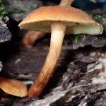 チャツムタケ の高画質写真です。横浜市で、2024年11月3日に撮影したものです。