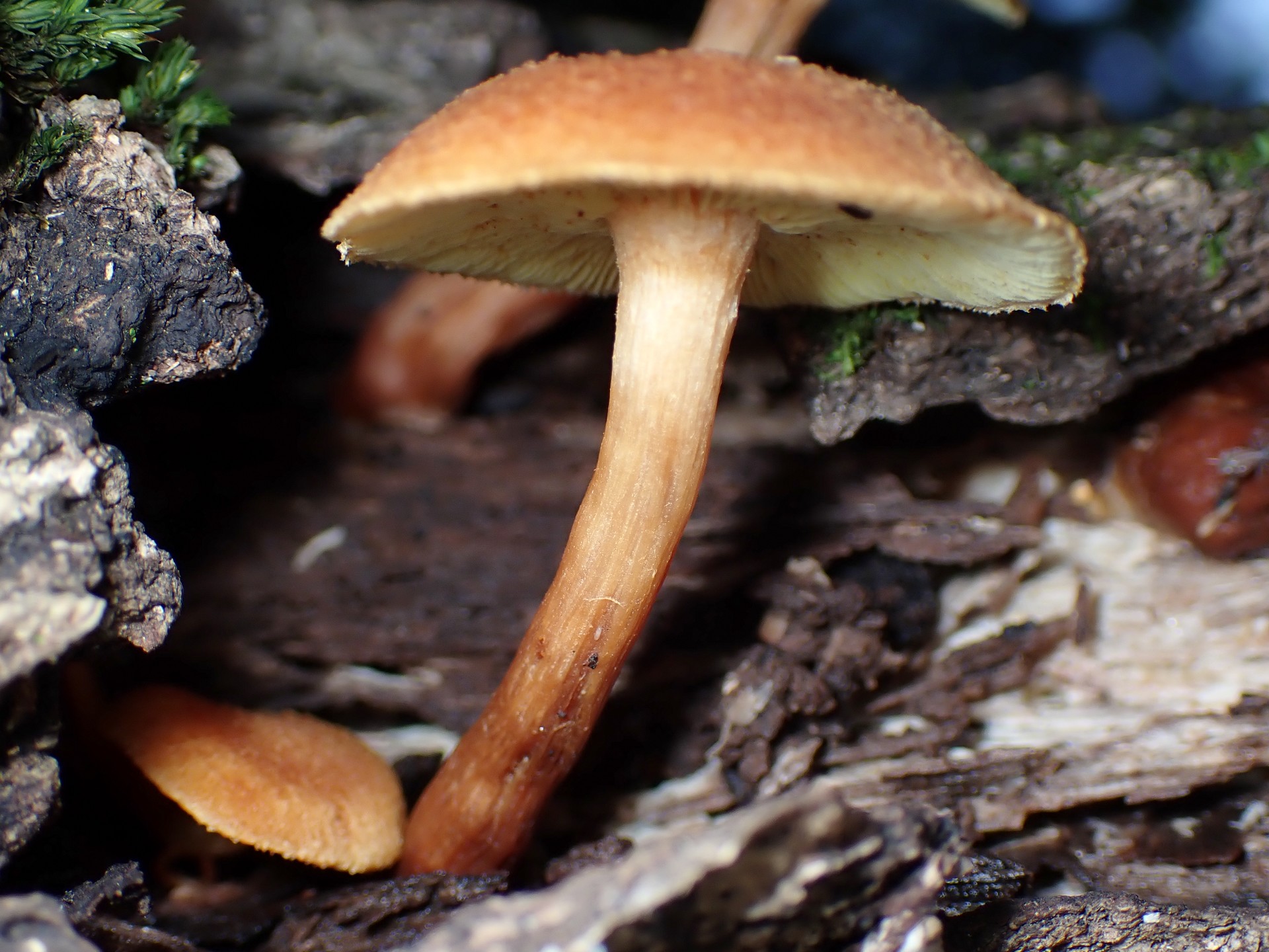 チャツムタケ の高画質写真です。横浜市で、2024年11月3日に撮影したものです。