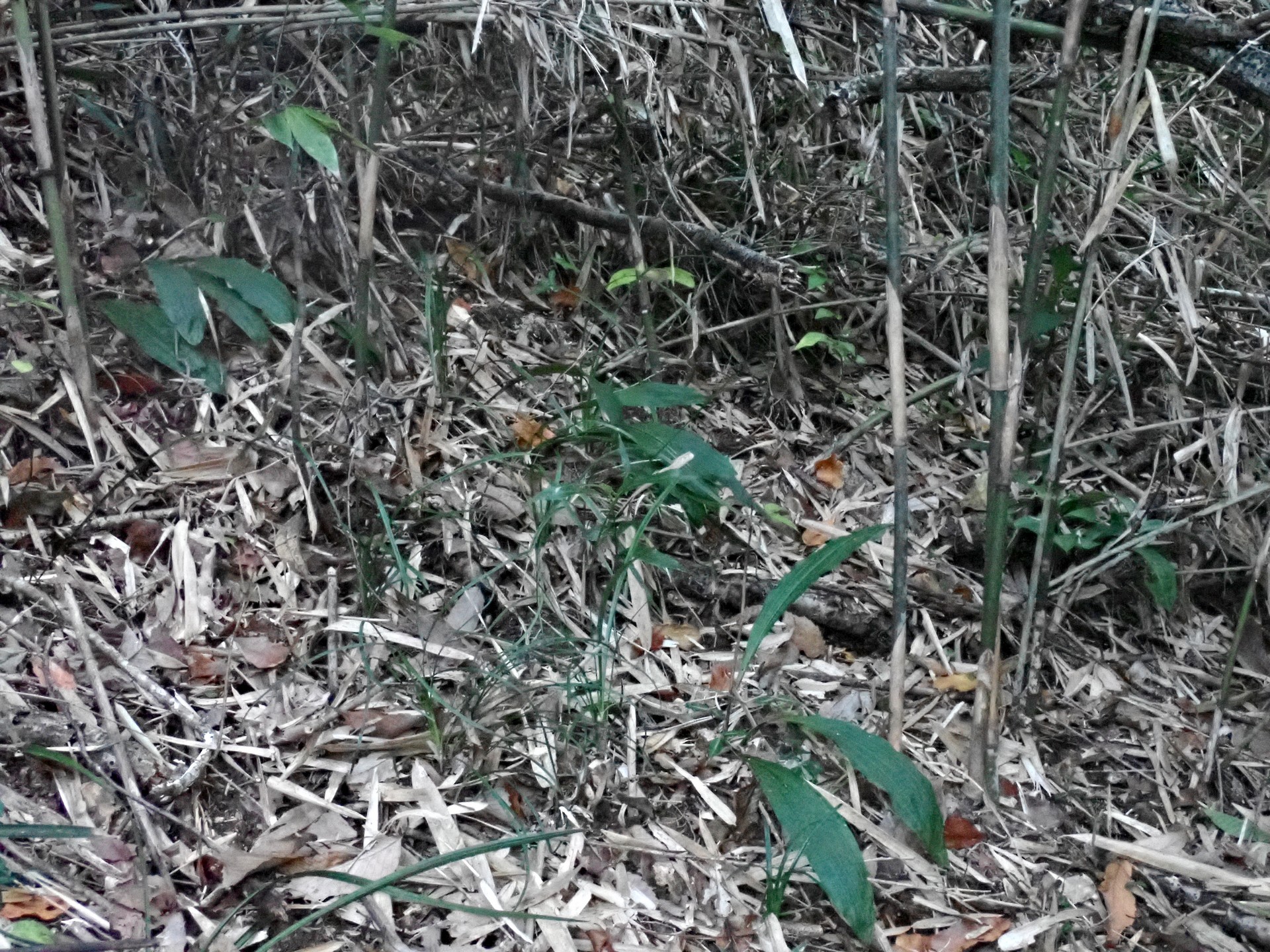 エビネ の高画質写真です。横浜市で、2024年11月19日に撮影したものです。