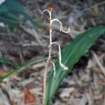 エビネ の高画質写真です。横浜市で、2024年11月19日に撮影したものです。