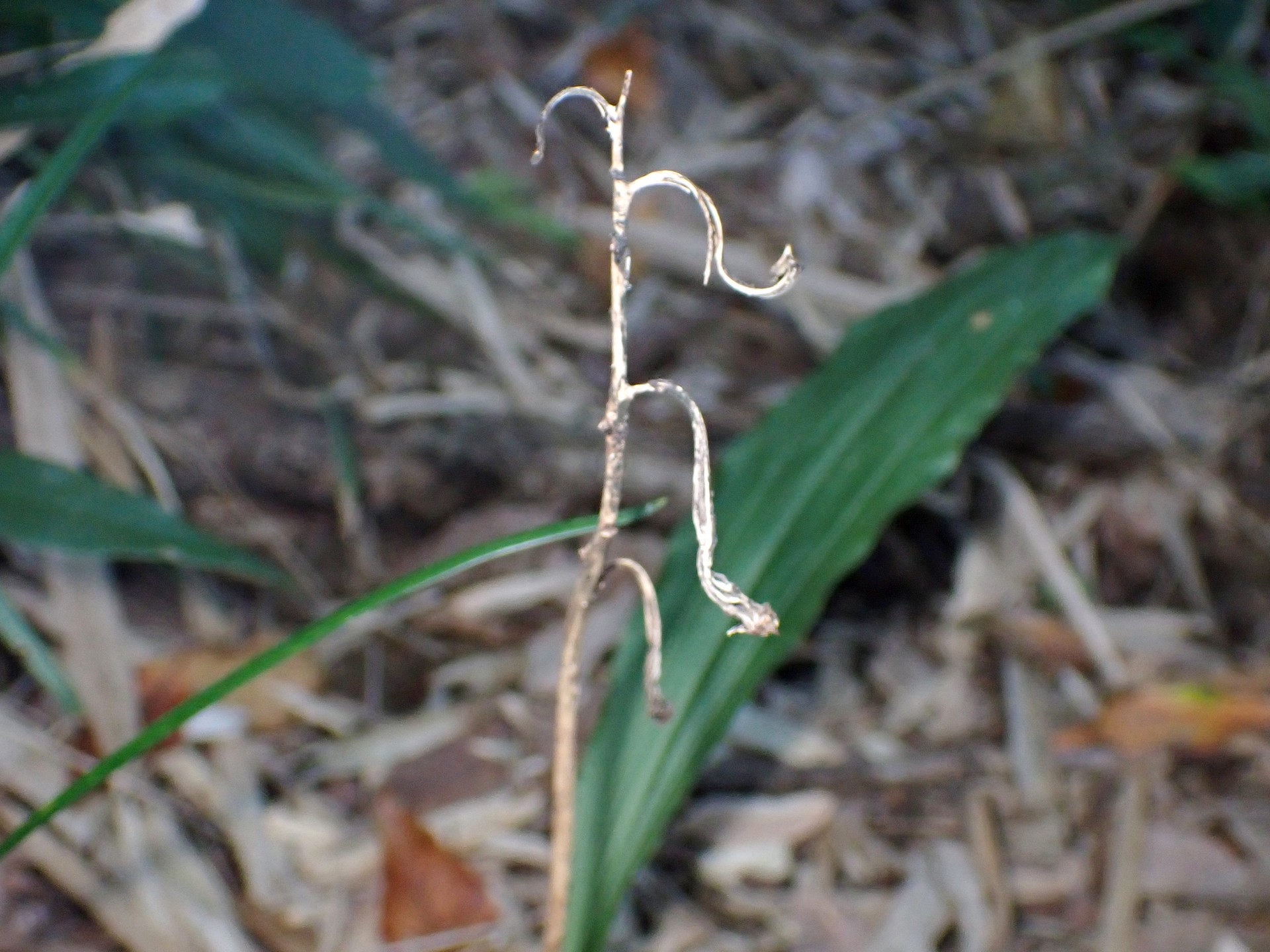 エビネ の高画質写真です。横浜市で、2024年11月19日に撮影したものです。