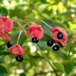 ゴンズイ の高画質写真です。横浜市で、2024年11月3日に撮影したものです。