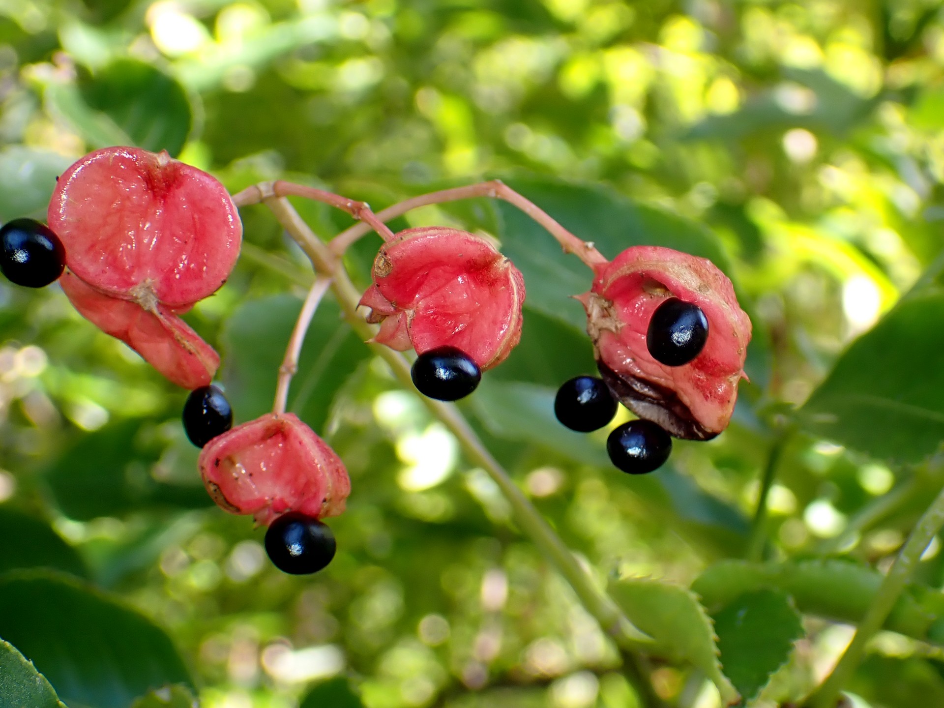 ゴンズイ の高画質写真です。横浜市で、2024年11月3日に撮影したものです。