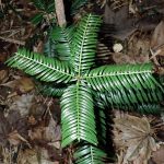 イヌガヤ の高画質写真です。横浜市で、2024年11月27日に撮影したものです。