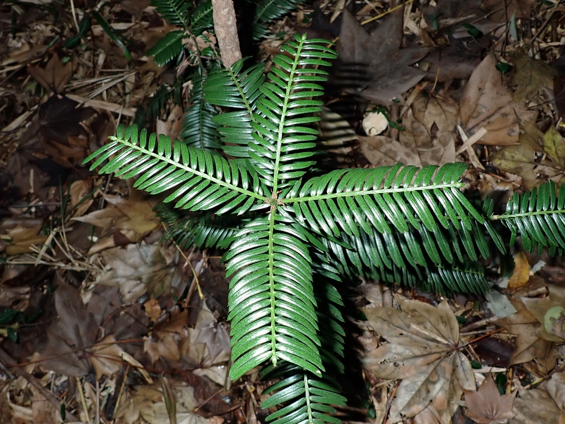 イヌガヤ の高画質写真です。横浜市で、2024年11月27日に撮影したものです。